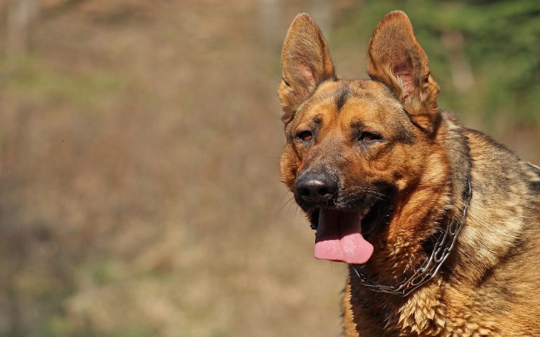 caldo cani