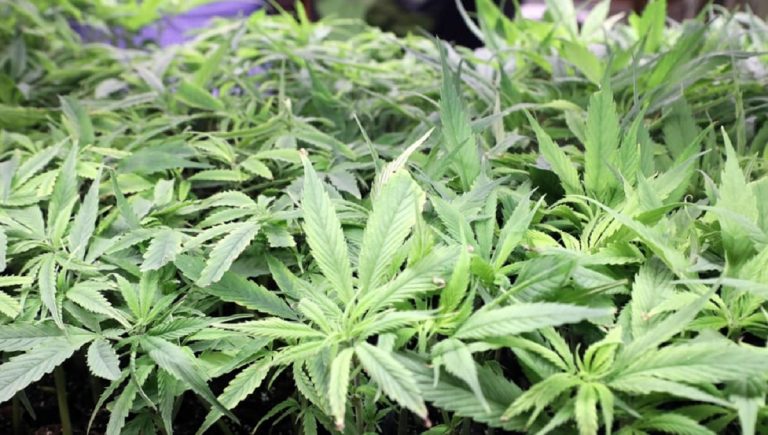 cannabis light