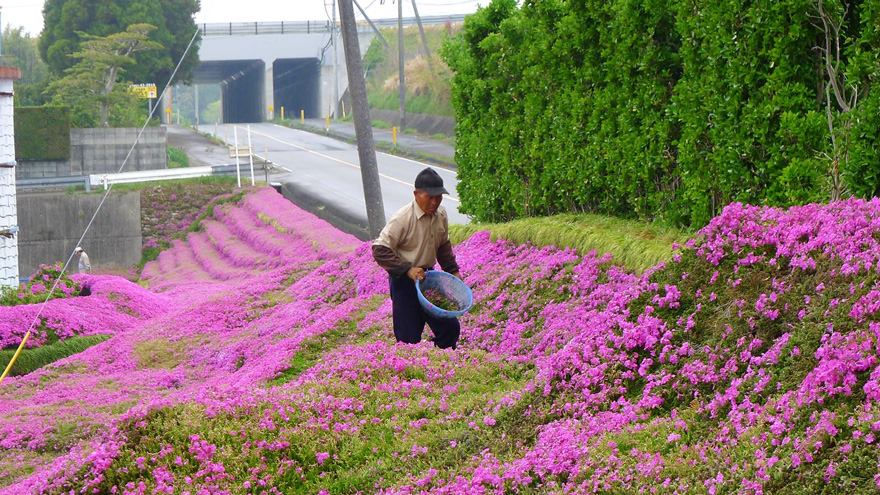 fiori-giappone