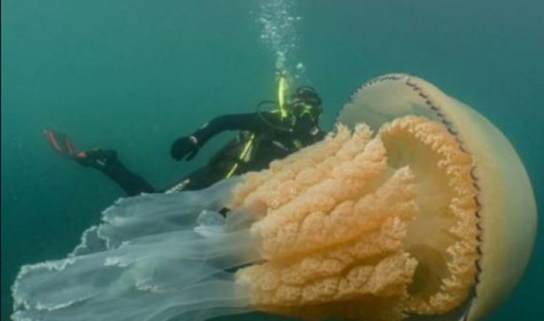medusa gigante