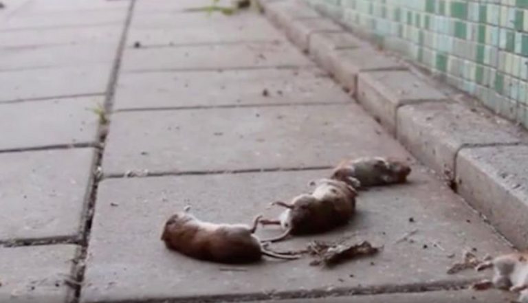 topi morti Paesi Bassi