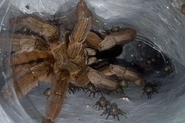 tarantola sequestro
