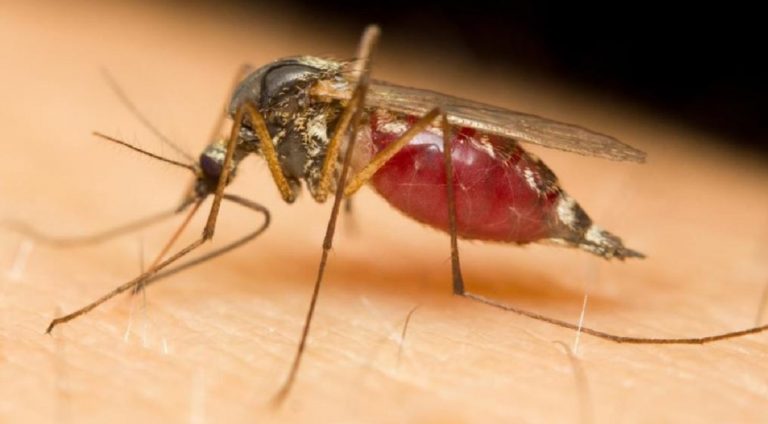 Virus West Nile