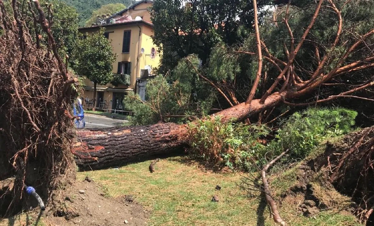 Maltempo, tromba d'aria in Piemonte: alberi sradicati