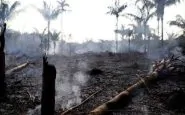 amazzonia pompiere armadillo