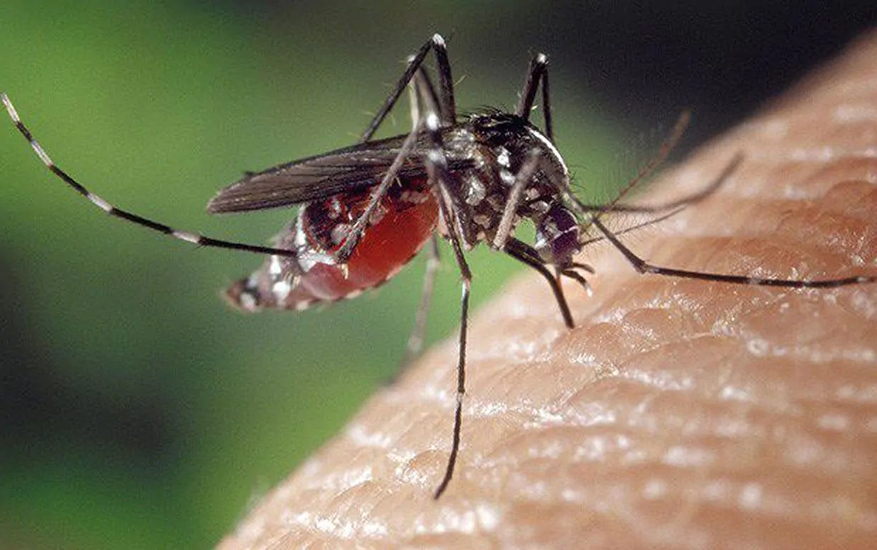 febbre-dengue