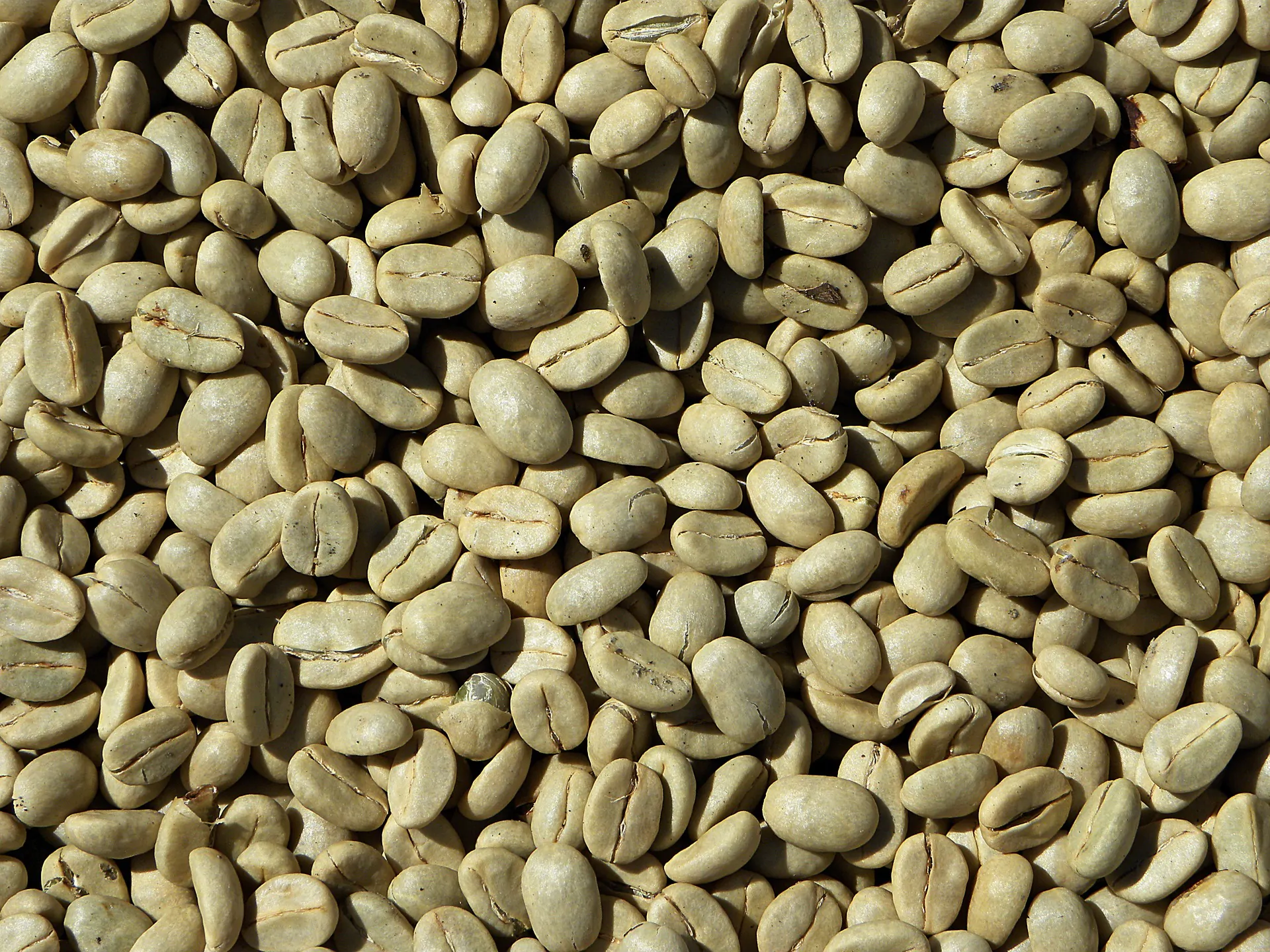 Caffè verde per dimagrire: benefici e il miglior integratore