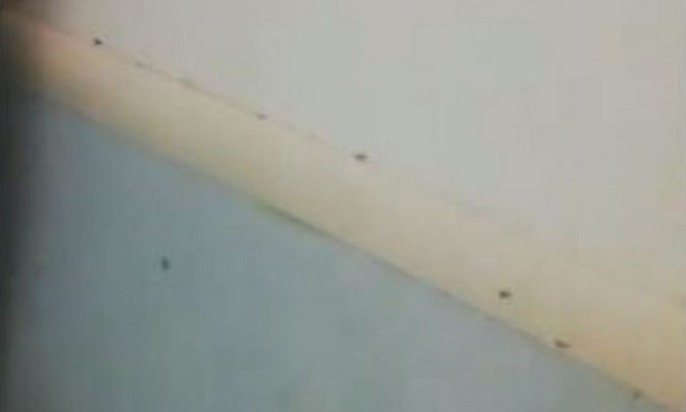 napoli formiche ospedale