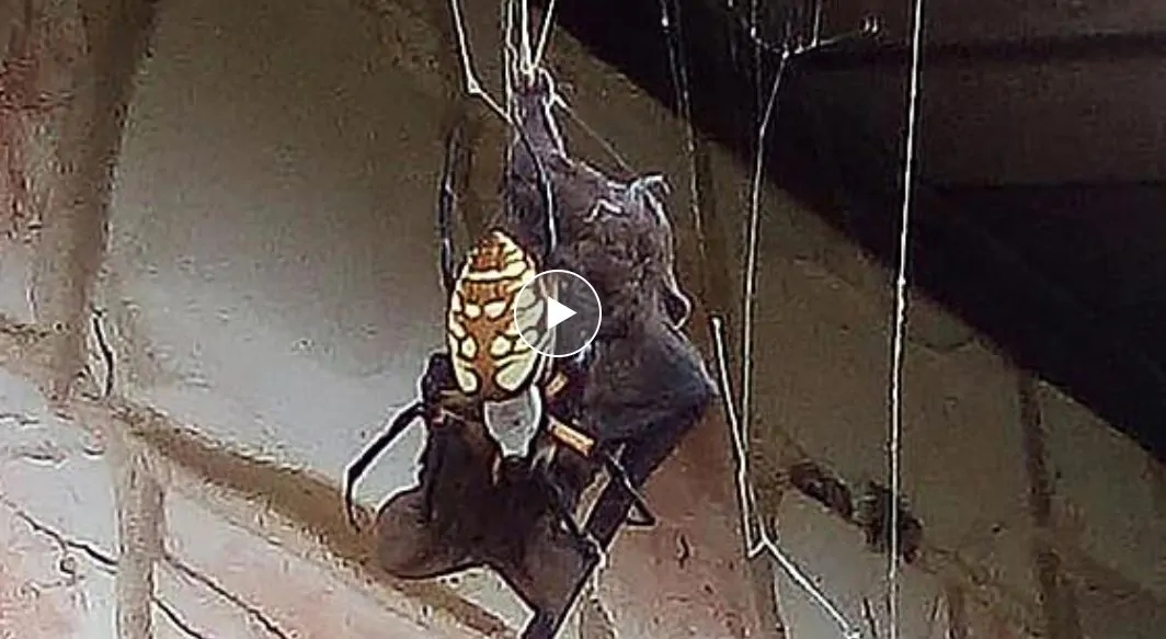 ragno mangia pipistrello