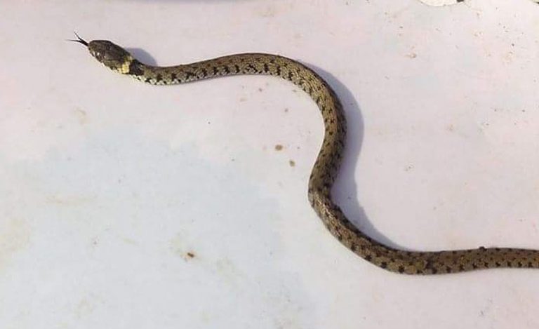 serpente-ospedale-foggia