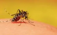 zanzara 1