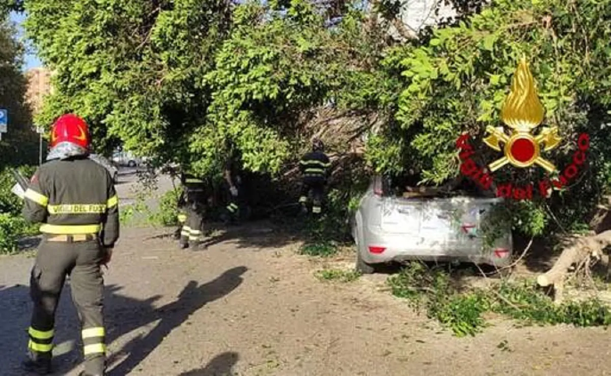 albero cade su auto