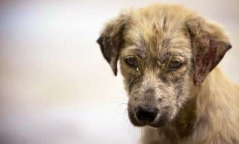 cane salvare padrone