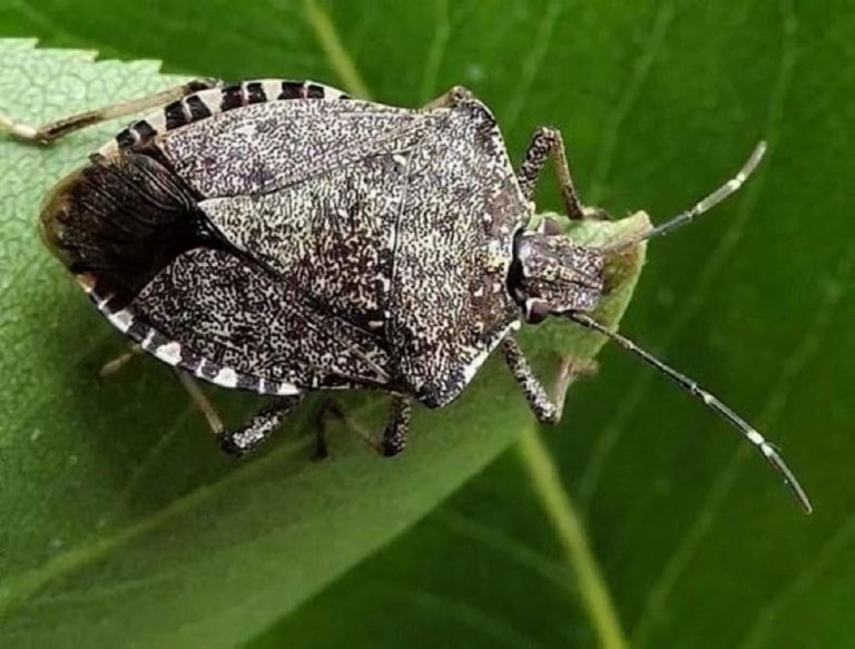 cimice asiatica