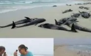 delfini morti a Capo Verde