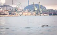 delfino ex ilva