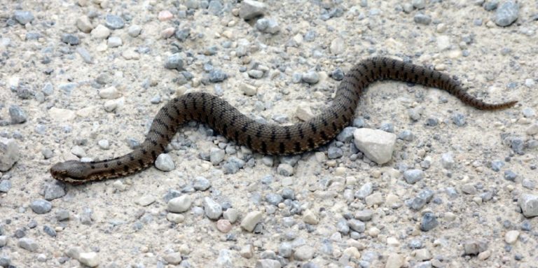 donna morsa vipera