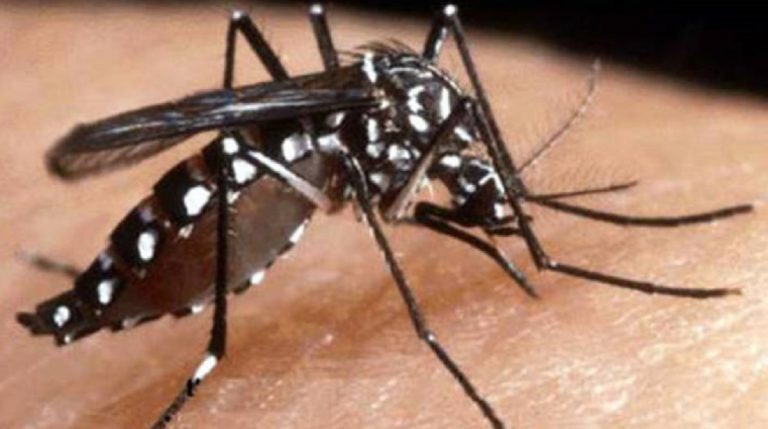 encefalite equina