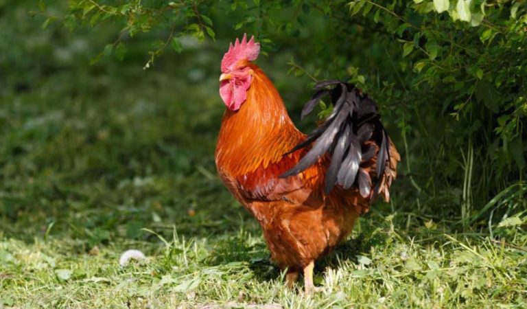 gallo donna uccisa