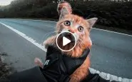 Gattino abbandonato, salvato da motociclista