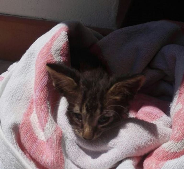 Gattino salvato da Guardia Costiera