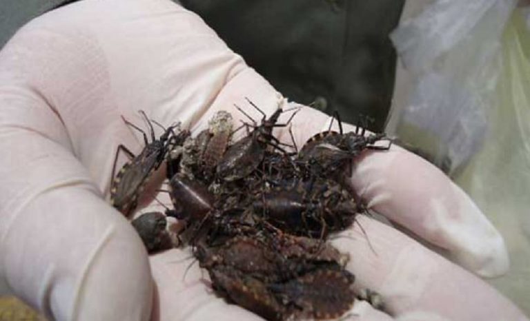 malattia di chagas