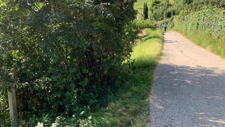 neonato morto cespuglio