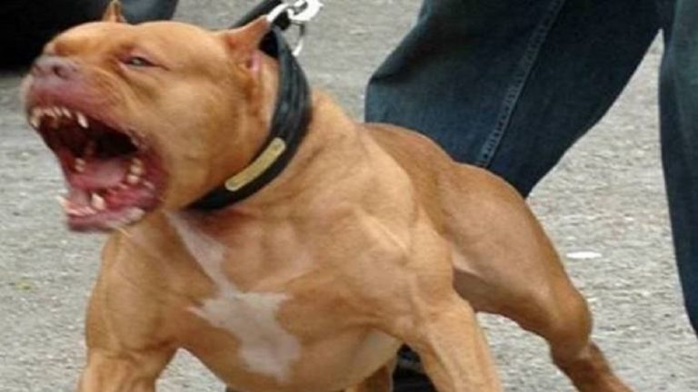 Stupratore castrato pitbull