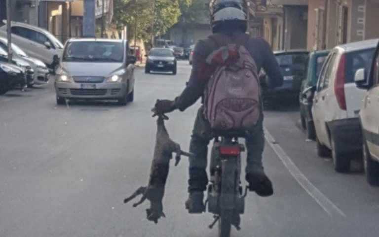 trascina gatto zampe posteriori