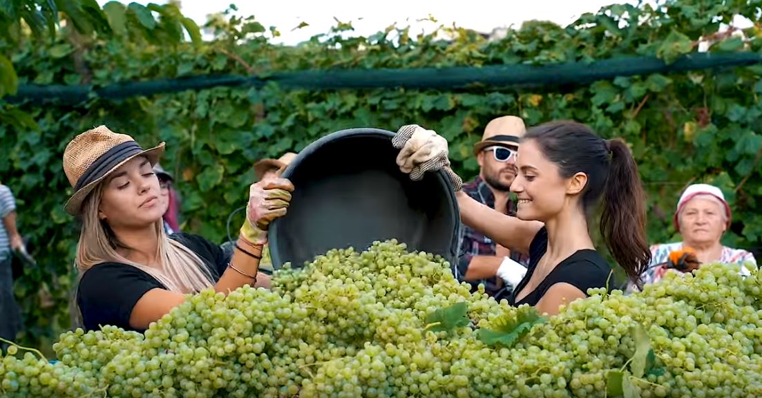 vendemmia