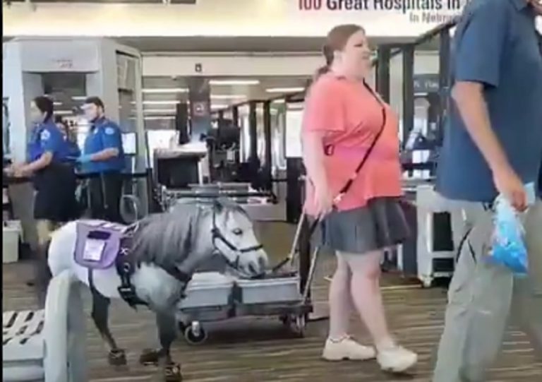 viaggio aereo con cavallo