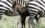 Zebra a pois avvistata in Africa