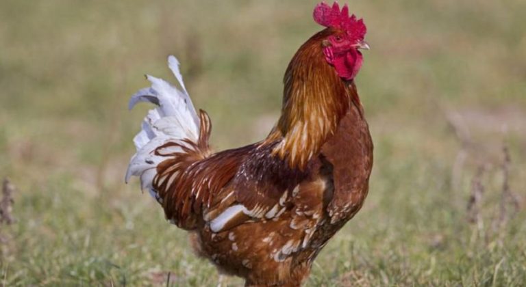 galli in casa