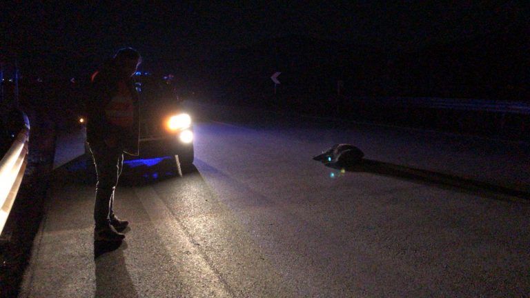 incidente cinghiale 768x432