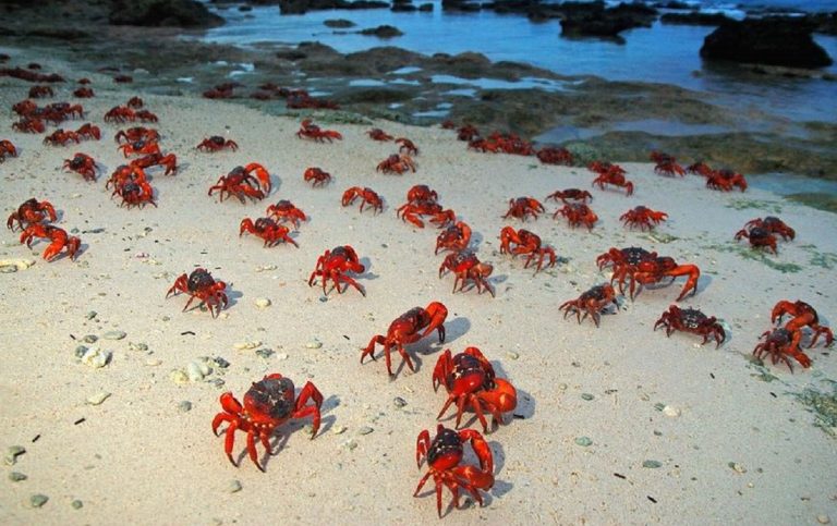 isole strane mondo natale