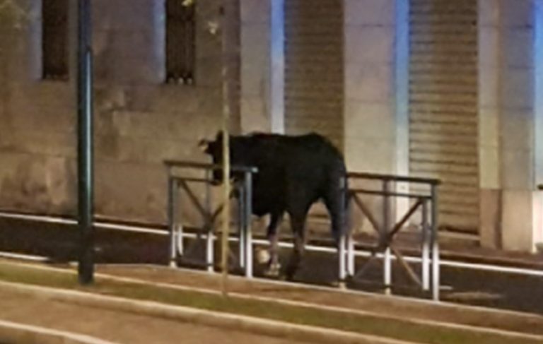 mucca-strada-novara