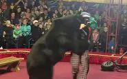orso-circo-russia