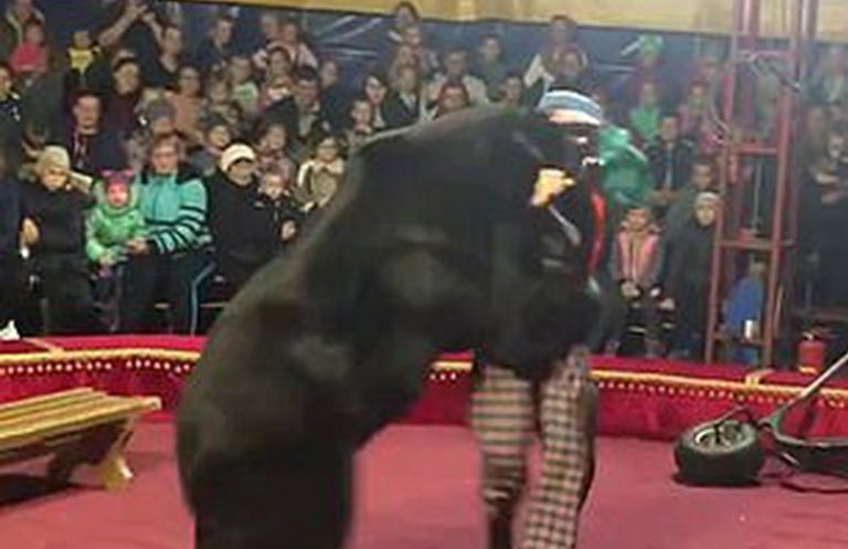 orso-circo-russia