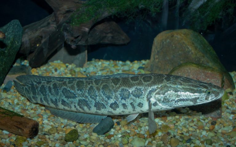 pesce serpente