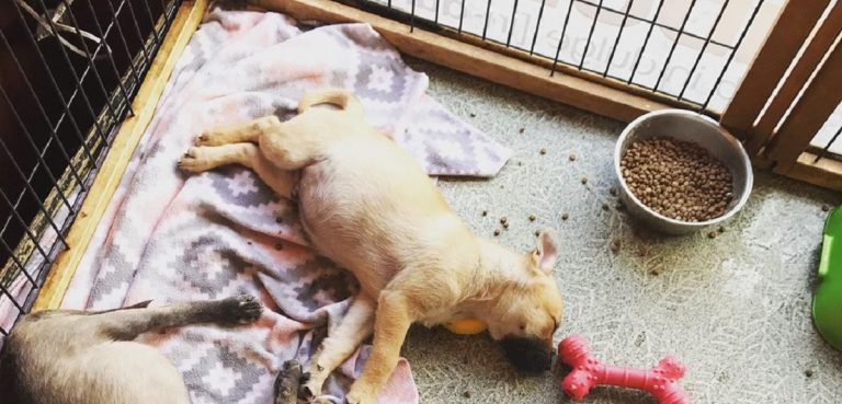 maltratta cane dipendente licenziata