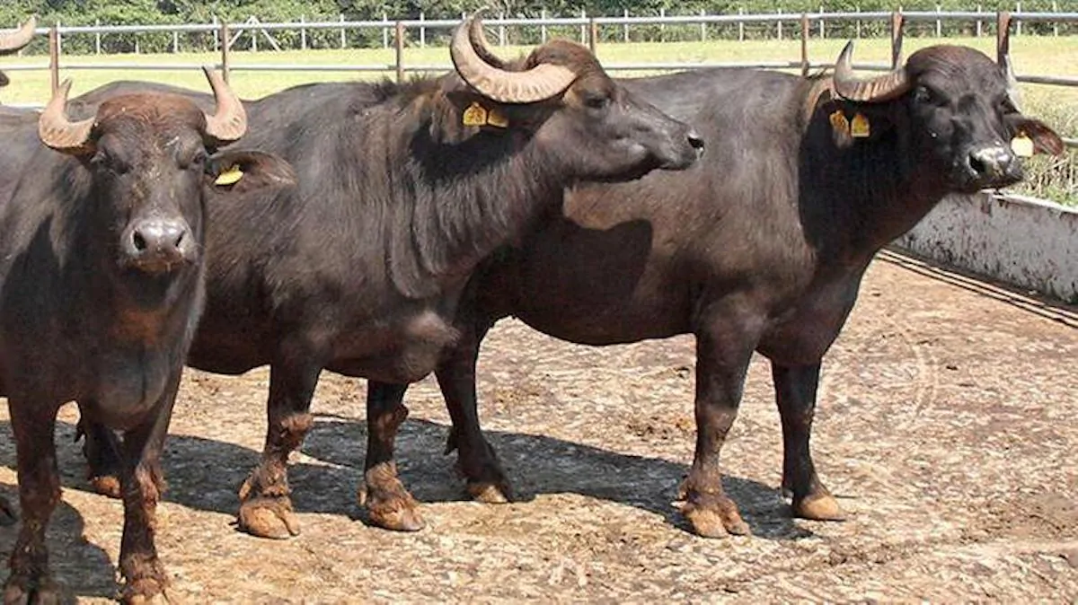 operaio travolto bufale