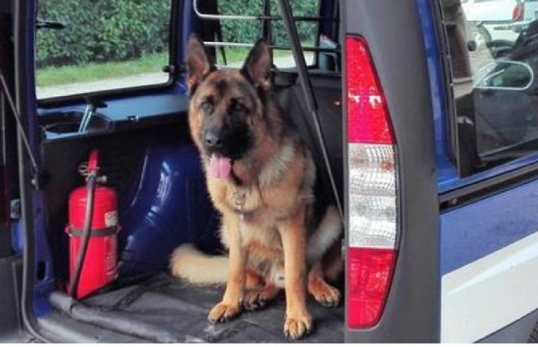 Cane antidroga morto, lettera degli spacciatori