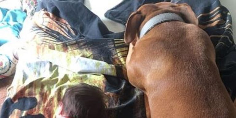 cane avvelenato varese