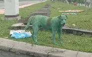 cane-dipinto-verde-malesia