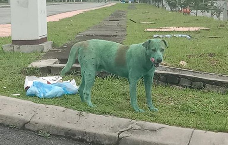 cane-dipinto-verde-malesia