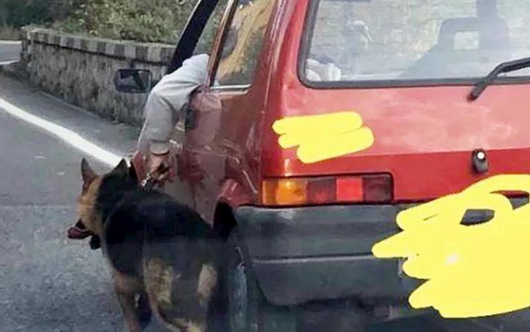 cane-guinzaglio-auto