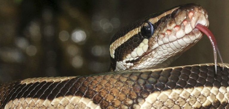 donna trovata morta con un pitone al collo