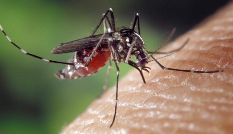 Febbre Dengue Prato