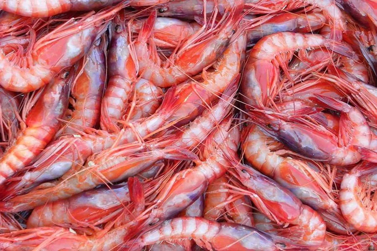 Scampi e gamberi contaminati