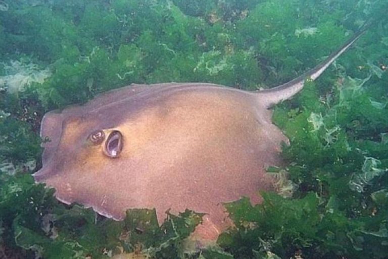 punto manta velenosa